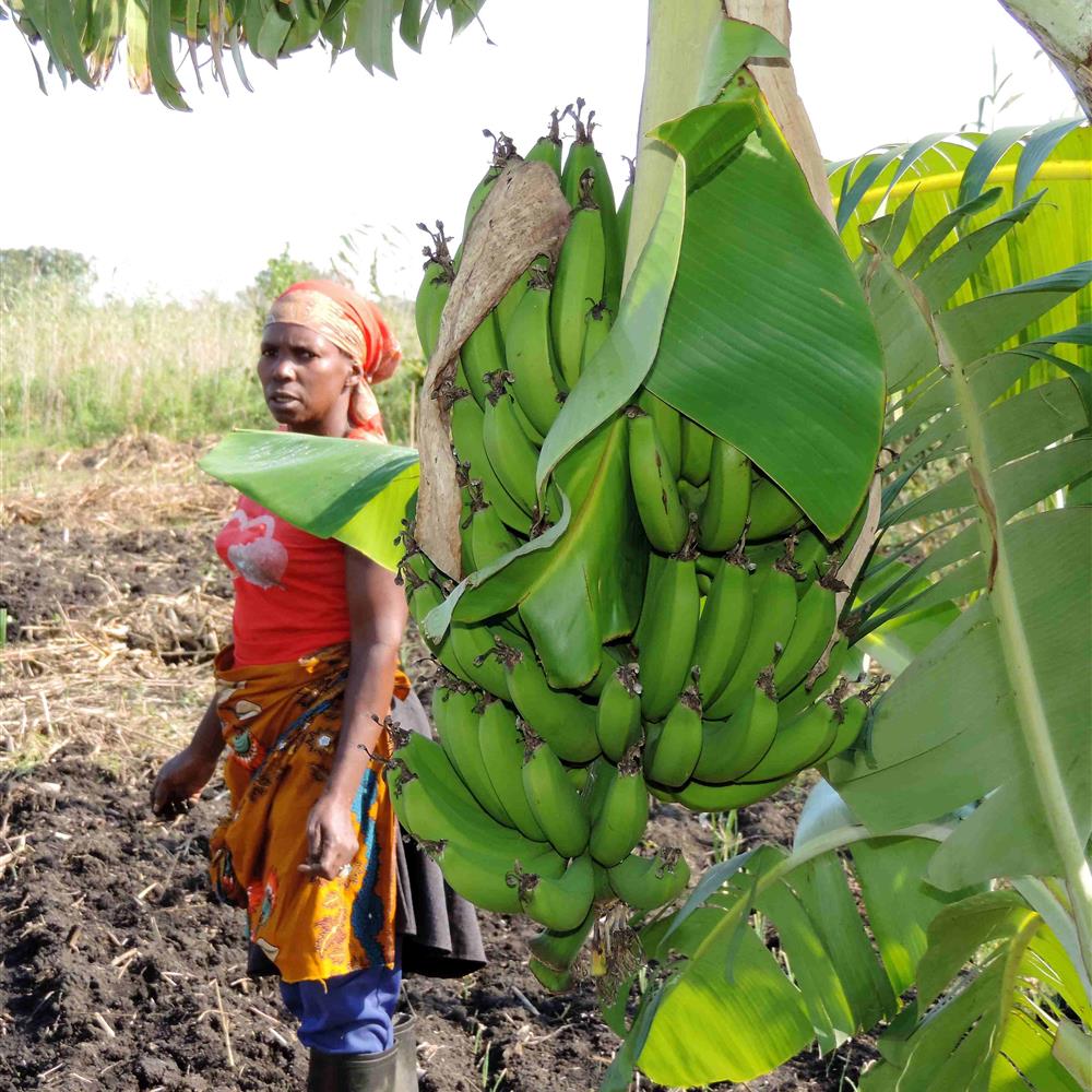 Voluntariado internacional en Mozambique (África)