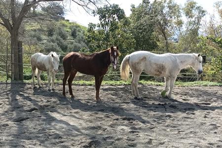 Voluntariado en el santuario de todos los caballos del mundo