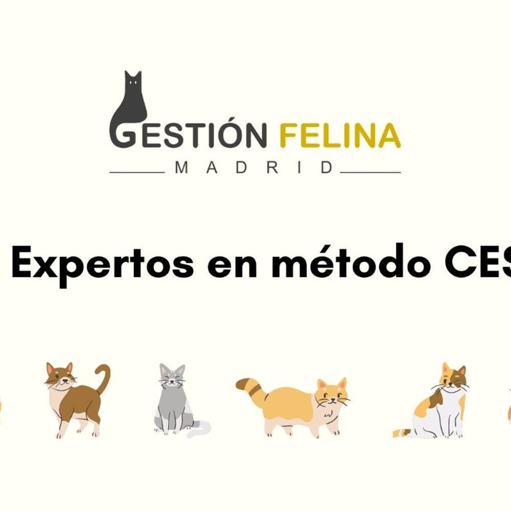 Voluntariado presencial gestión felina