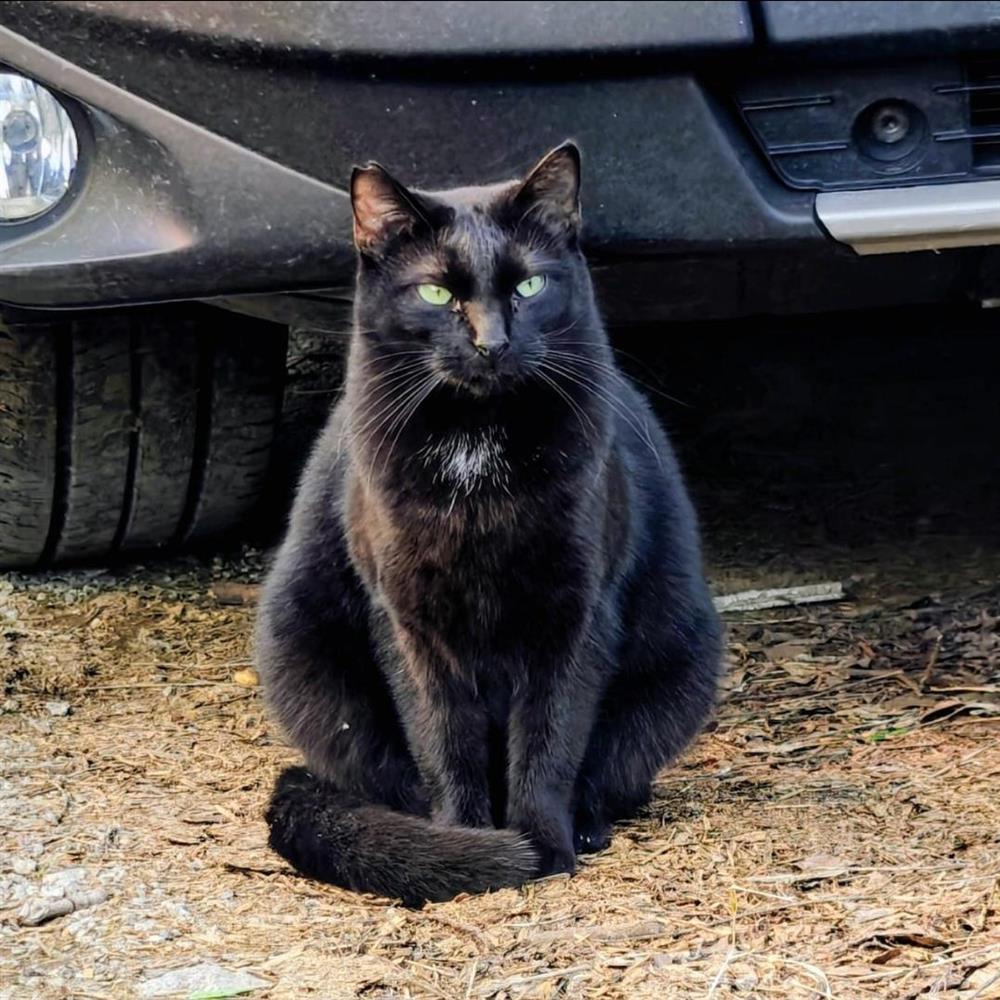 Maullidos urbanos: gestión y cuidado de colonias de gatos urbanos.