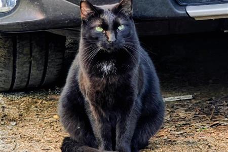 Maullidos urbanos: gestión y cuidado de colonias de gatos urbanos.