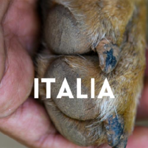 Beca ces 100% financiado -  refugio para perros por los derechos de los animales en Italia