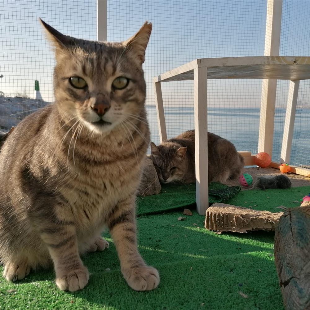Voluntariado con gatos en refugios
