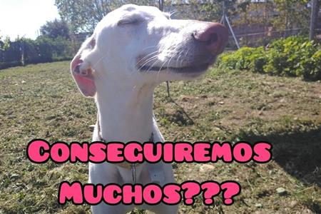 Voluntariado con galgos los jueves por la mañana