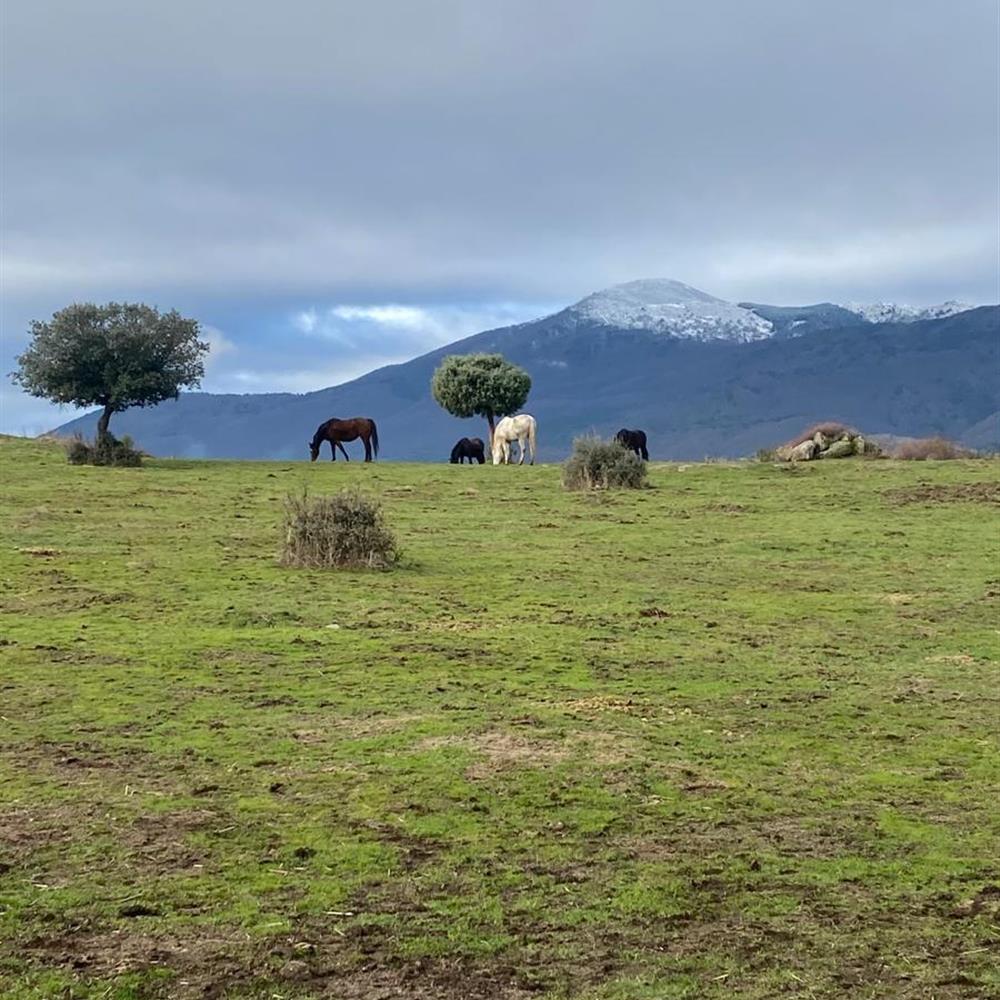 Voluntariado para cuidado de animales en fundación santuario vegan ????