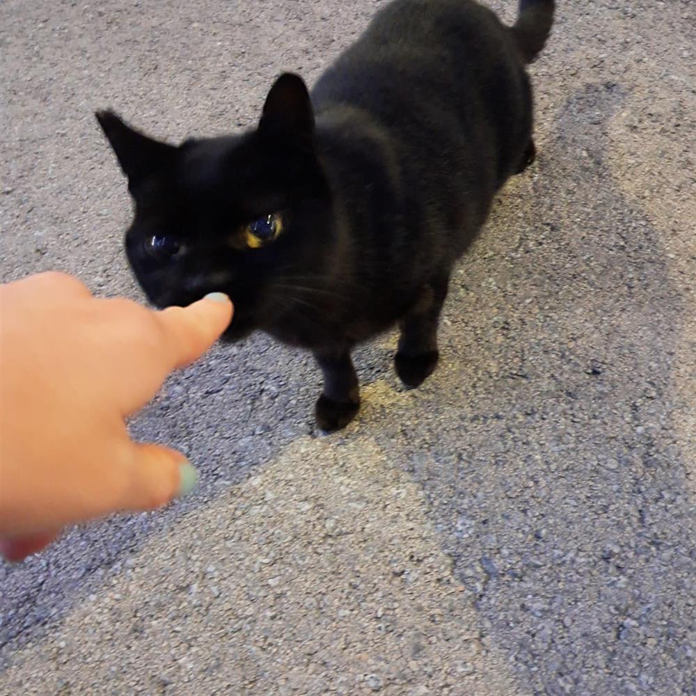 Voluntariado con gatos en refugios