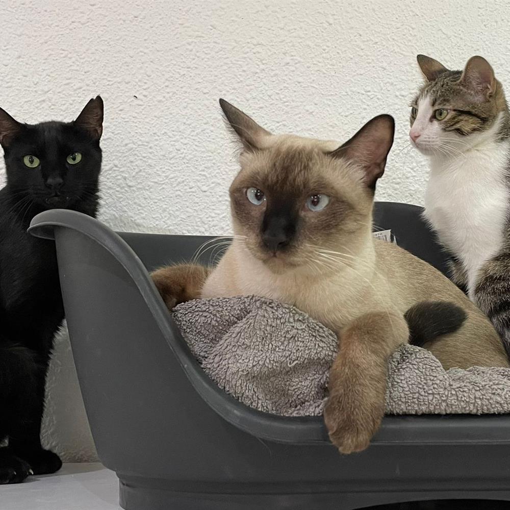 Cuidando patitas: gestión y cuidado de nuestro refugio felino.