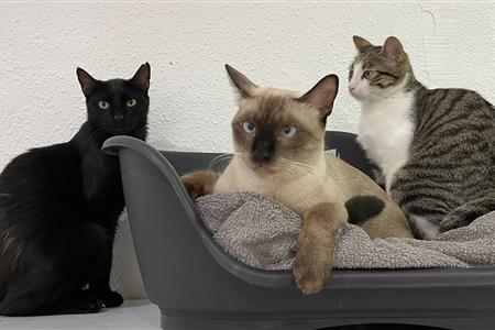 Cuidando patitas: gestión y cuidado de nuestro refugio felino.