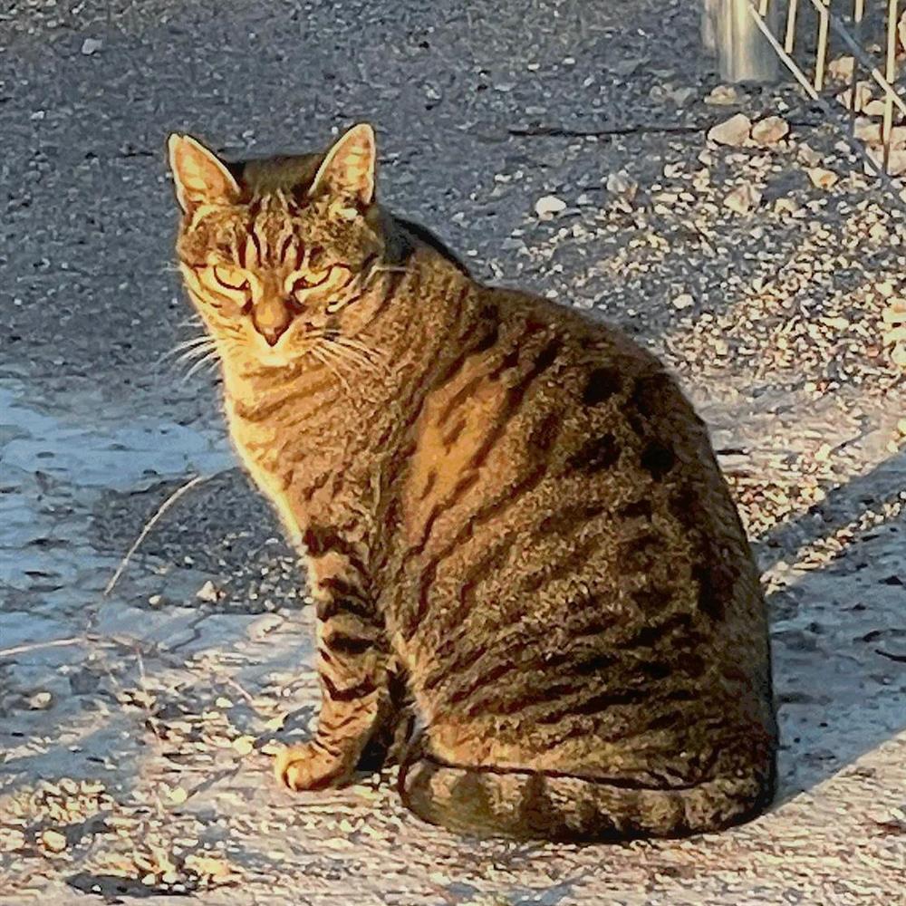 Cuidar gatos en refugios