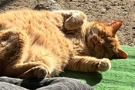 Voluntariado con mascotas  (gatos)