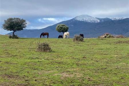 Voluntariado para cuidado de animales en fundación santuario vegan