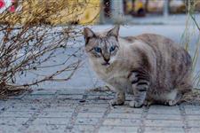 Gestión y cuidado de colonias de gatos urbanos.