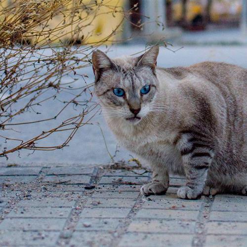 Gestión y cuidado de colonias de gatos urbanos.
