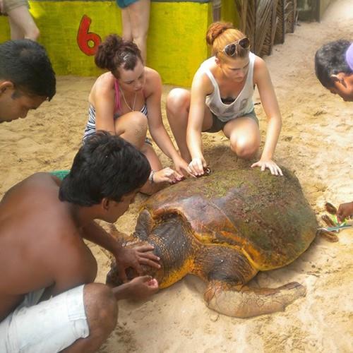 Sri lanka. conservación tortugas marinas