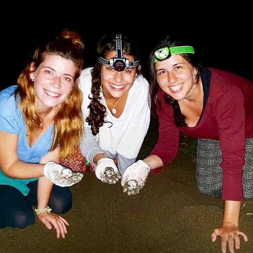 Voluntariado en Panamá con tortugas marinas