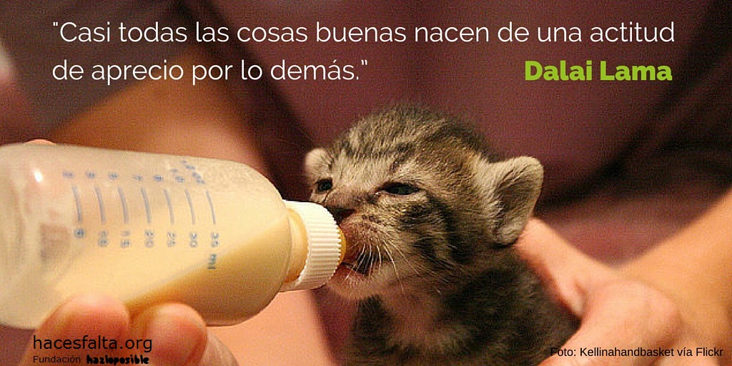 5.	"Casi todas las cosas buenas nacen de una actitud de aprecio por lo demás.” Dalai Lama.